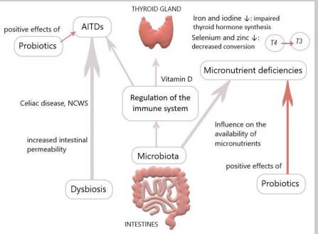 ?Thyroid-Gut-Axis: How Does the Microbiota Influence Thyroid Function